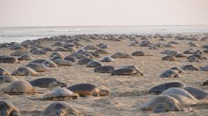 ऑपरेशन ओलिविया 2025: भारतीय तटरक्षक बल ने 6.98 लाख ओलिव रिडली कछुओं की सुरक्षा की